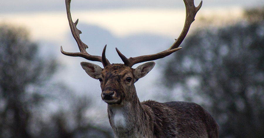 Vydajte sa na lov s kvalitným nočným videním